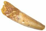 Fossil Spinosaurus Tooth - Feeding Worn Tip #382345-1